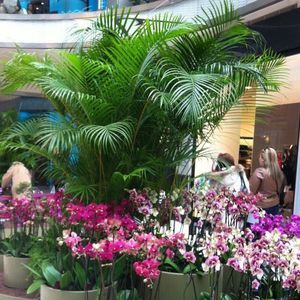 Meet your Posher, Sureyya